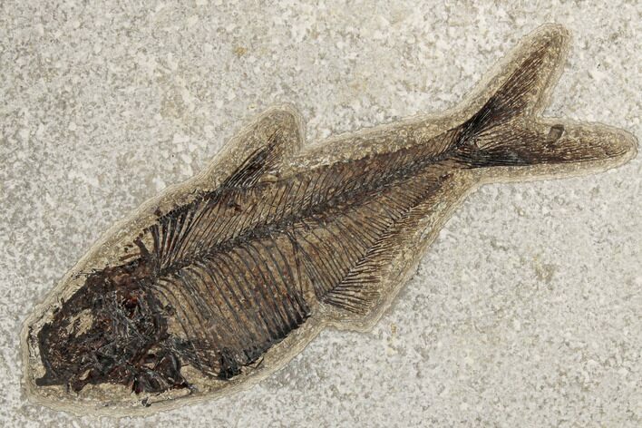 Fossil Fish (Diplomystus) - Wyoming #189269